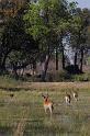 188 Okavango Delta, rode litschie